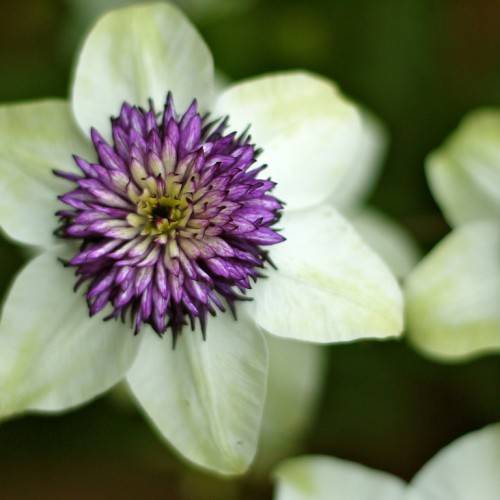 light-yellow flowers with purple stamens and a yellow-purple center