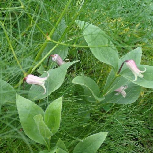 white-purple flowers on purple petioles with green leaves and light-green stems
