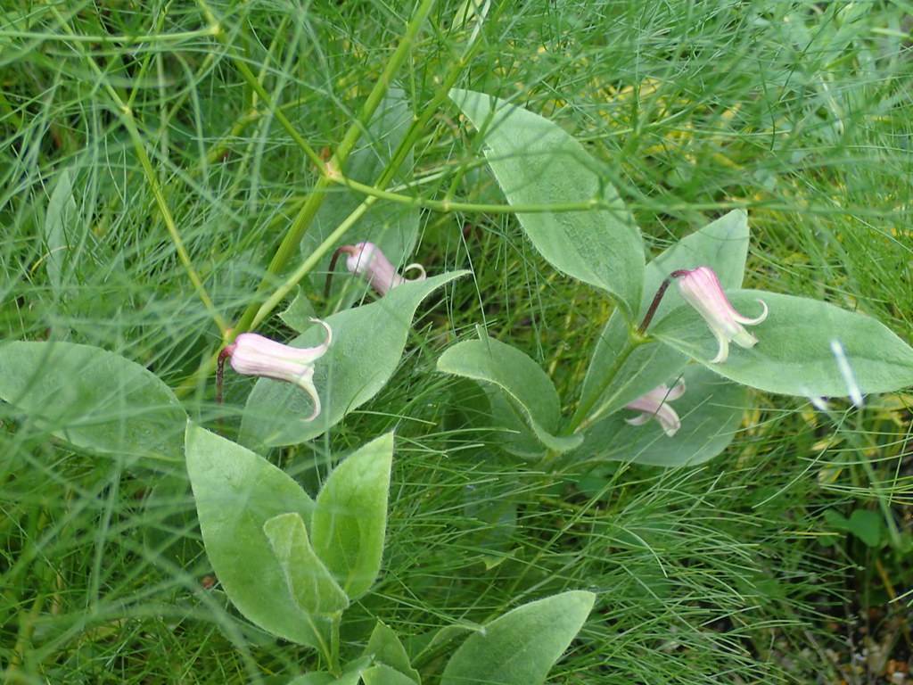 white-purple flowers on purple petioles with green leaves and light-green stems