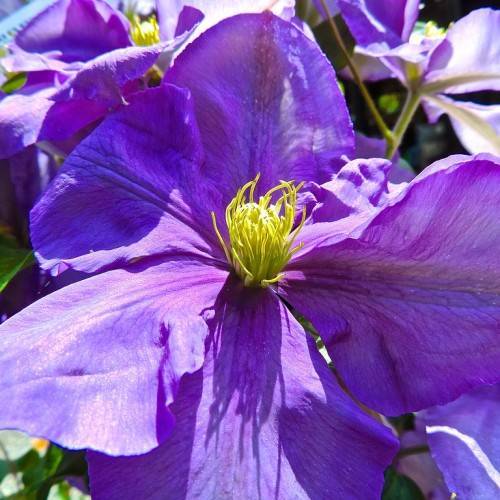 blue-purple flowers with yellow stamens and yellow center on light-green petioles