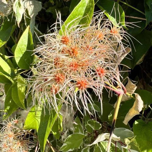 orange-white flowers with orange center and lime-green leaves and green stems