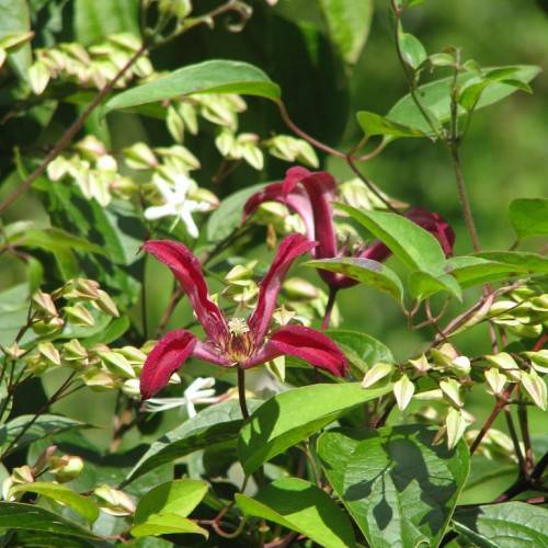 maroon flowers with maroon-white center on red-brown stems and lush-green leaves with green veins
