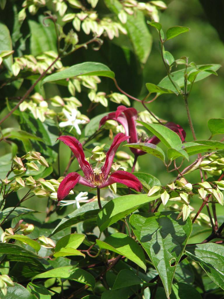 maroon flowers with maroon-white center on red-brown stems and lush-green leaves with green veins