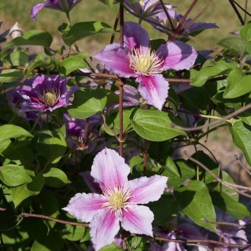 pink-purple flowers with white-pink stamens and light-yellow center with green leaves on red-brown stems