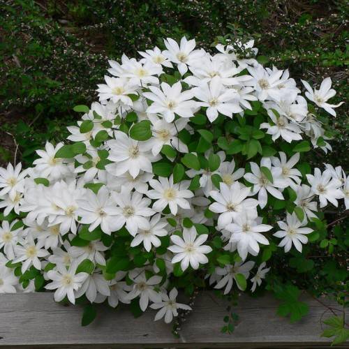 white flowers with light-yellow center on brown petioles and stems with green leaves