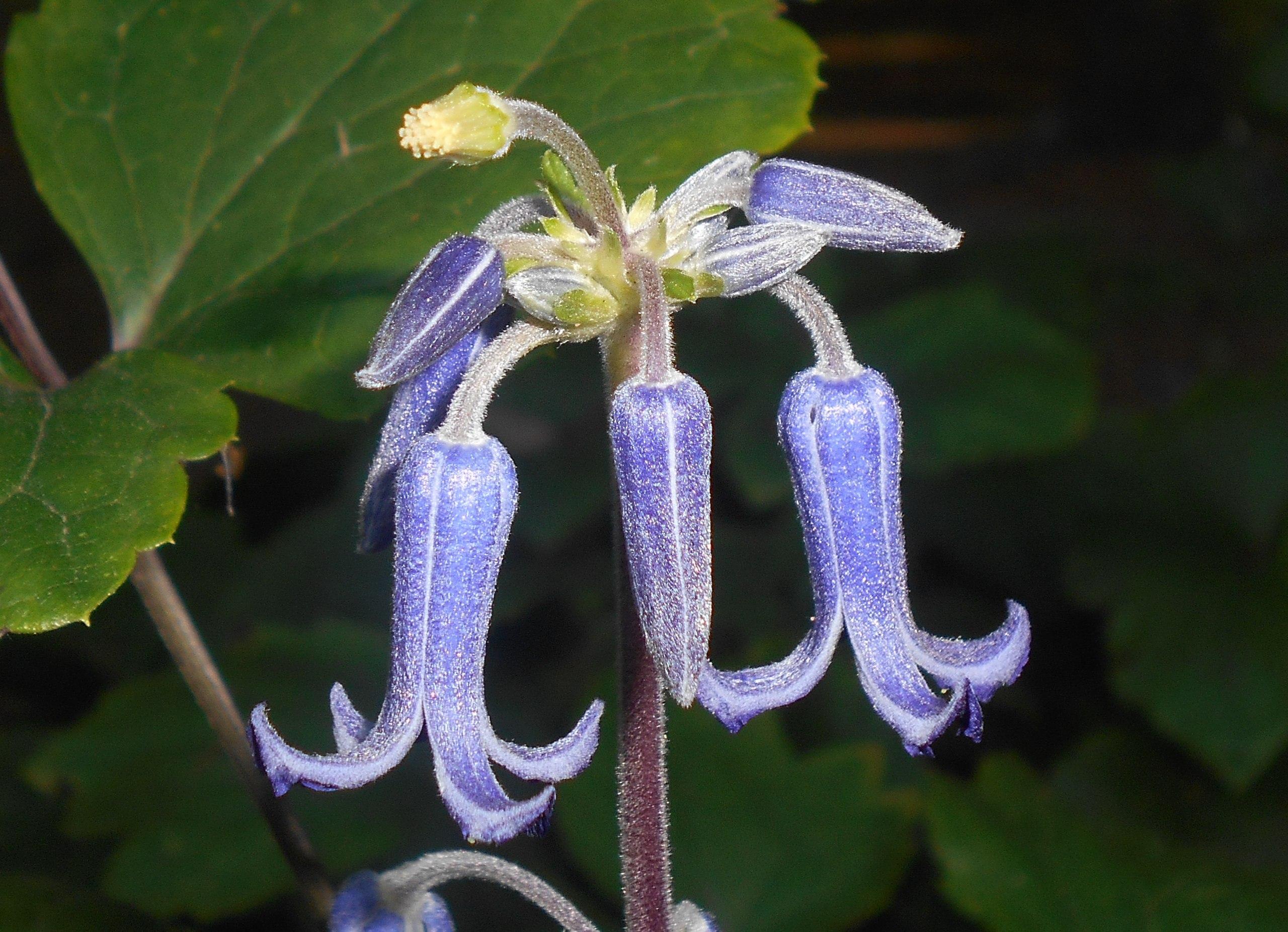 Blue-white flower with buds, white hair, lime sepals, brown stems, burgundy pedicel.