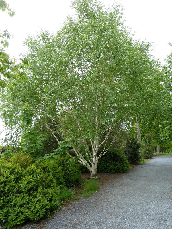 A tree having gray-white trunks with multiple gray-white branches full of green eaves. 