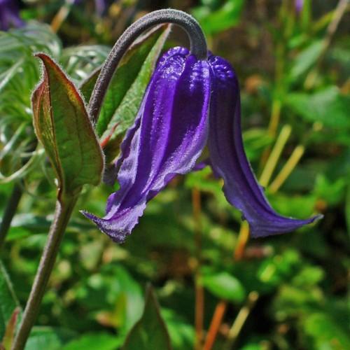 Blue-violet flower dark-brown stems green-maroon leaves, white hair, maroon midrib, veins and blades.