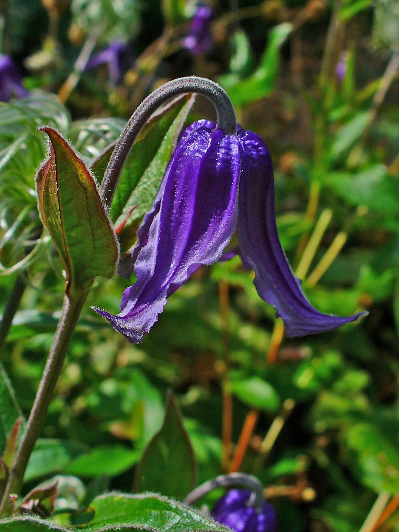 Blue-violet flower dark-brown stems green-maroon leaves, white hair, maroon midrib, veins and blades.