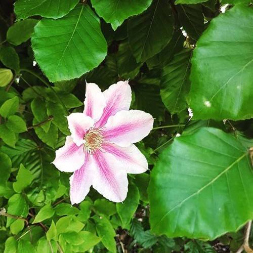 a pink-white flower with yellow-brown stamens on green-brown stems and lush-green leaves with green veins and light-green midribs