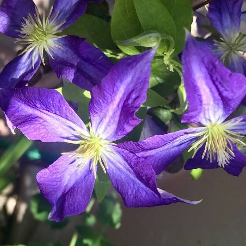 purple-white flowers with yellow-green stamens and green leaves and stem