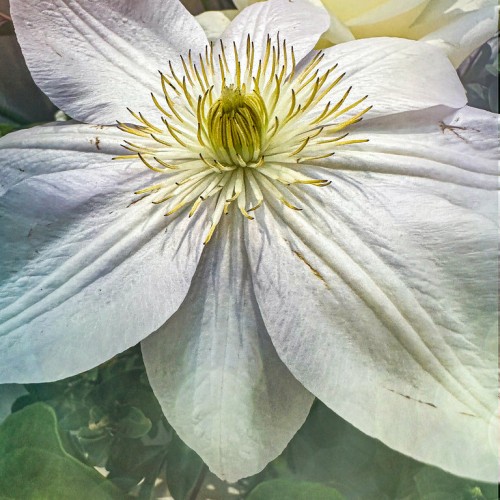 Off-white flower with gold-black center, black anthers, gold-white filaments.