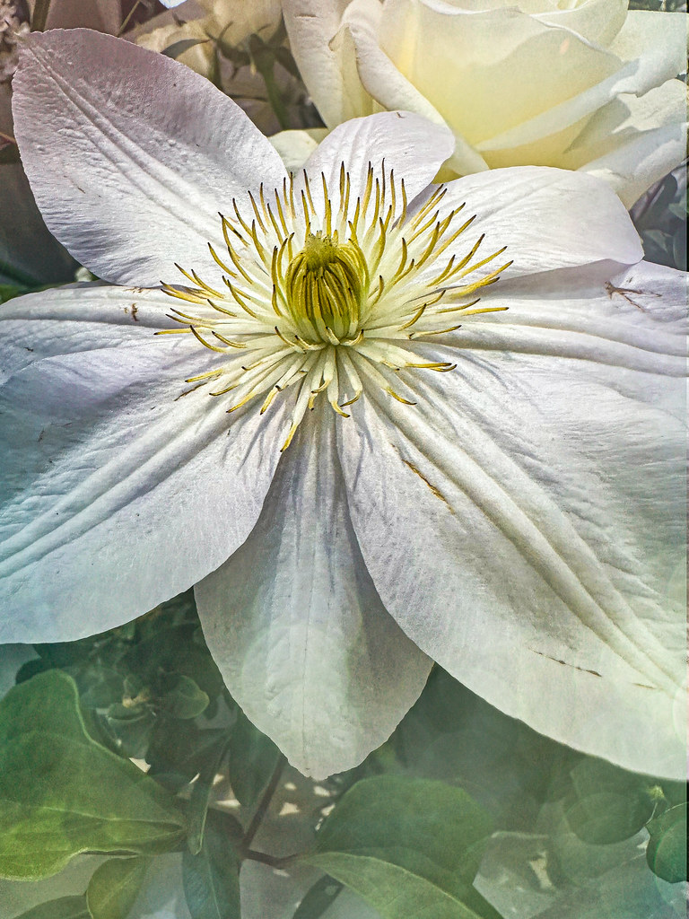 an off-white flower with yellow filaments, brown anthers, a yellow-green center and green leaves