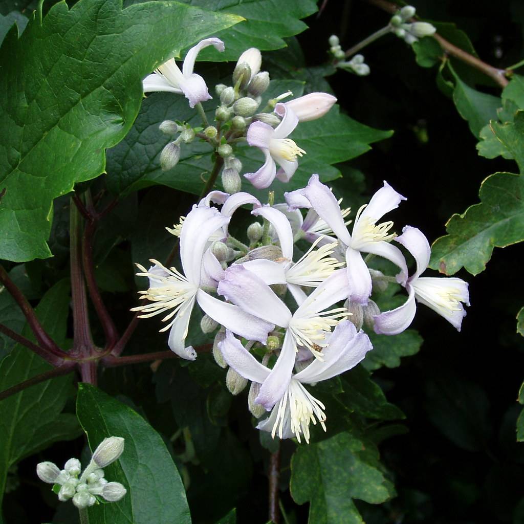 white flowers with off-white stamens, white-gray buds, green leaves with green veins and red-brown petioles and stems