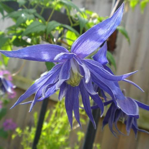 blue flowers with yellow-white stamens on green-brown stems