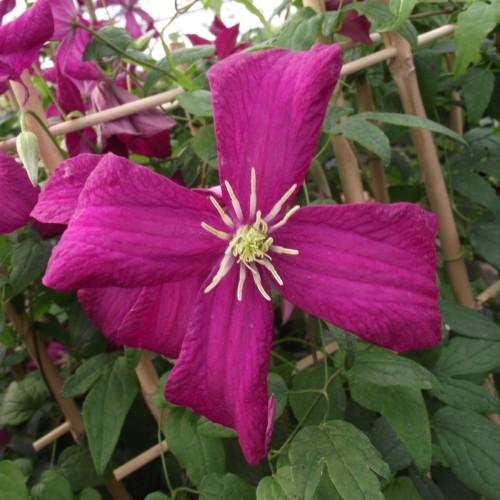 Magenta-red flower, cream-yellow stamen, lime buds, green leaves and stems.