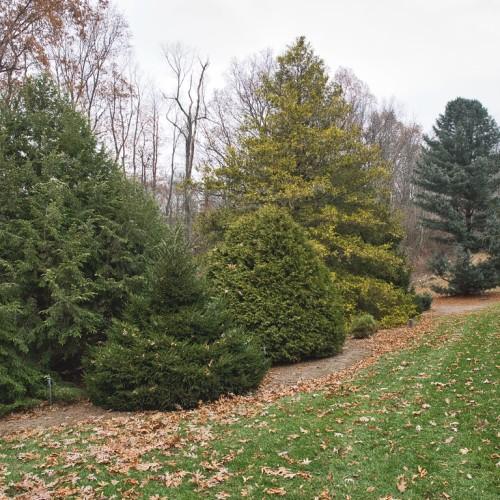 A tree with a gray-brown trunk with multiple grey-brown branches having dark-green leaves.