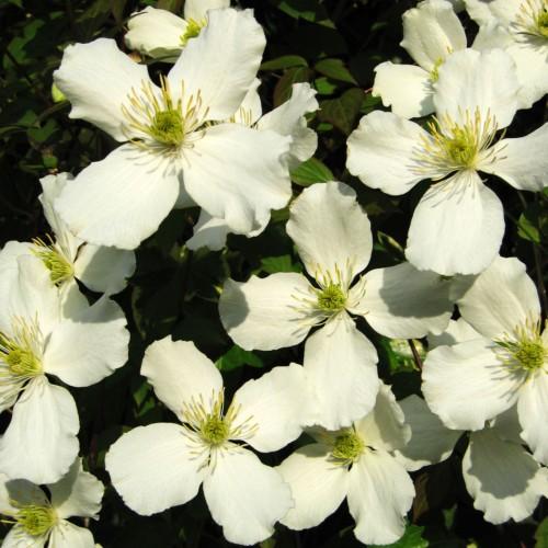 Off-white flowers with lime center, beige-yellow stamen, green leaves, yellow midrib and veins, brown blades and stems.
