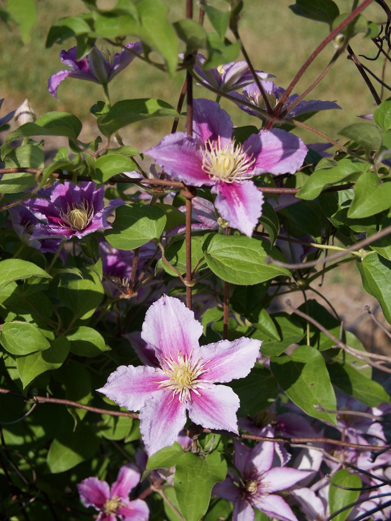 pink-purple flowers with white-pink stamens and light-yellow center with green leaves on red-brown stems