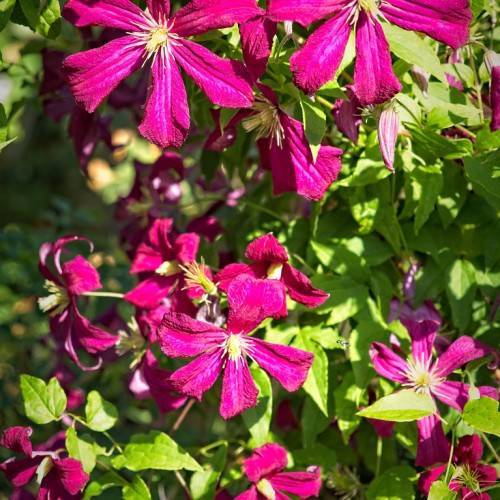 dark-pink flowers with off-white stamens, yellow center and lime-green leaves on green stems