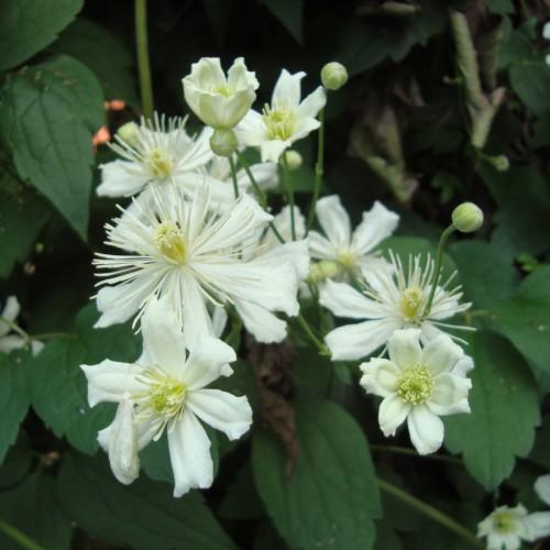 White flower with stigma, and white style, off-white stamen, lime-white buds, green leaves and stems.
