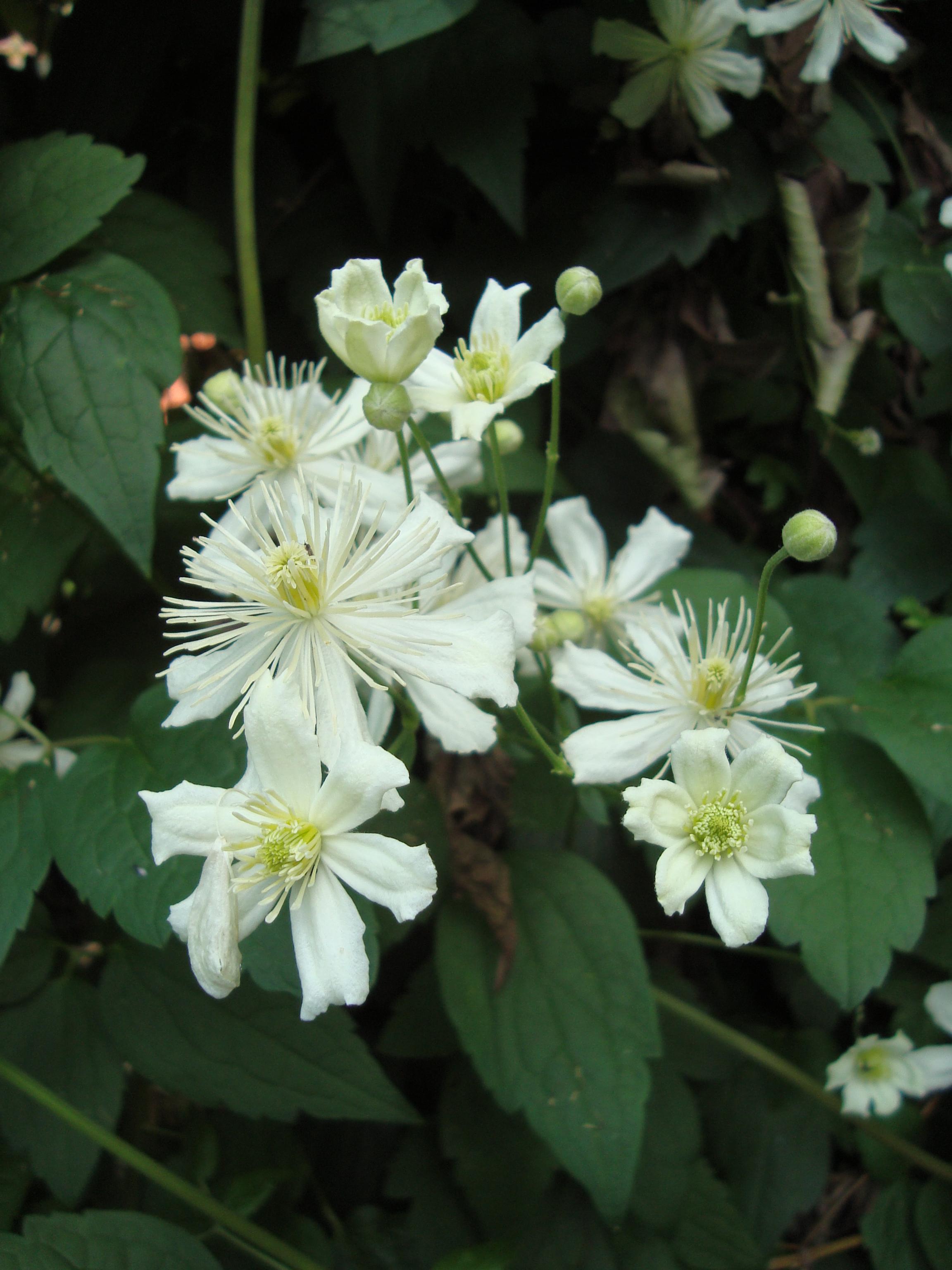 White flower with stigma, and white style, off-white stamen, lime-white buds, green leaves and stems.