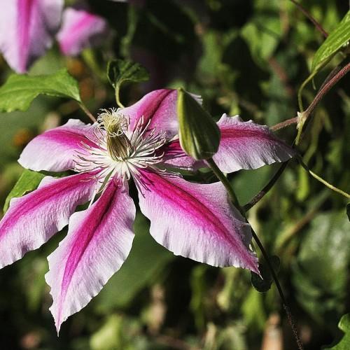 Light-dark-pink flowers, yellow-white center, green leaves, buds and petiole, maroon stem.