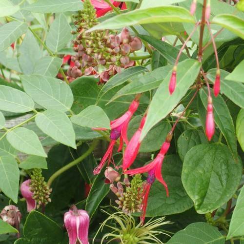 dark-pink flowers with purple-pink pistils, dark-pink buds on pink petioles, light-green fruits and green leaves with light-green veins
