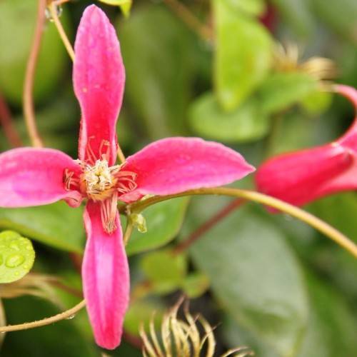 dark-pink flowers with light-yellow center, orange stamens,and green leaves on yellow-pink stems
