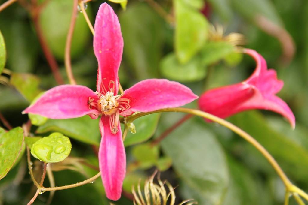 dark-pink flowers with light-yellow center, orange stamens,and green leaves on yellow-pink stems