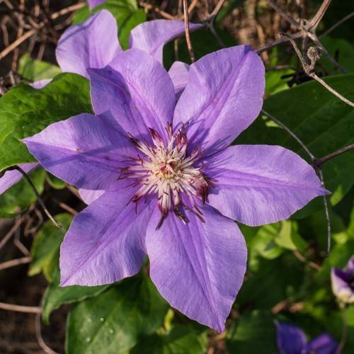 purple flowers with white filaments, deep-purple anthers, green leaves and brown stems