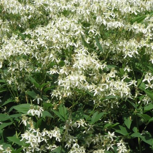 White flower with off-white stamen, lime-white buds, green leaves, pedicel and stems, lime sepals.
