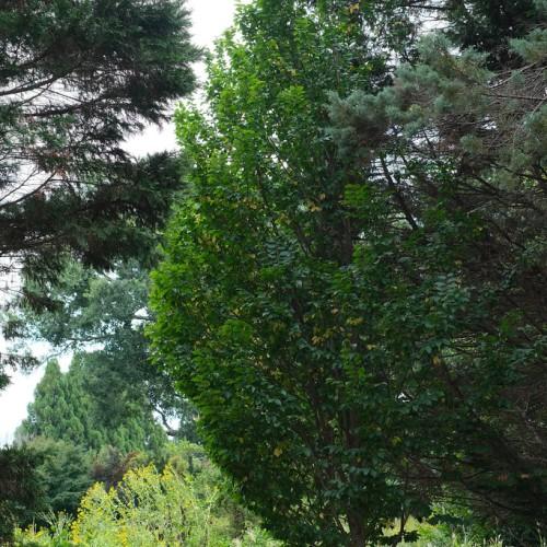 A tree with a brown trunk with multiple thin brown branches, filled with green-yellow leave.