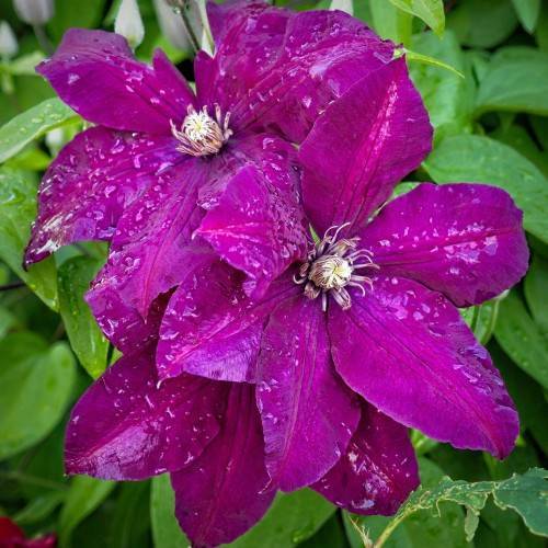 magenta-purple flowers with purple-white stamens, white center and green leaves