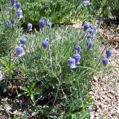 white-blue flowers on lavender petioles with green leaves and grey branches