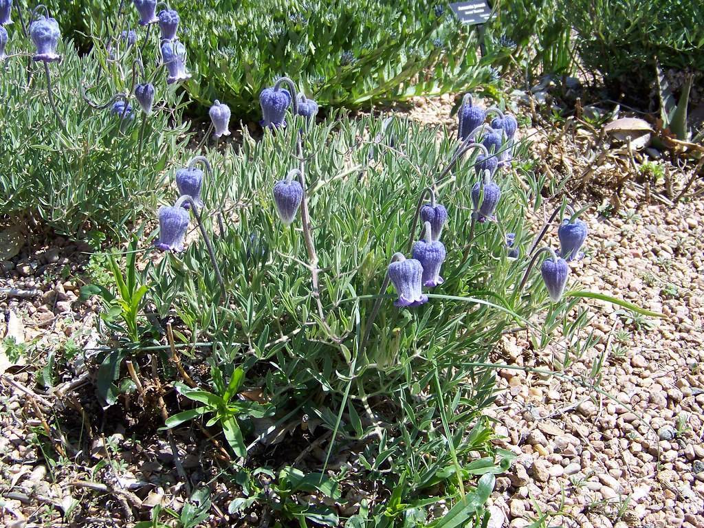 white-blue flowers on lavender petioles with green leaves and grey branches