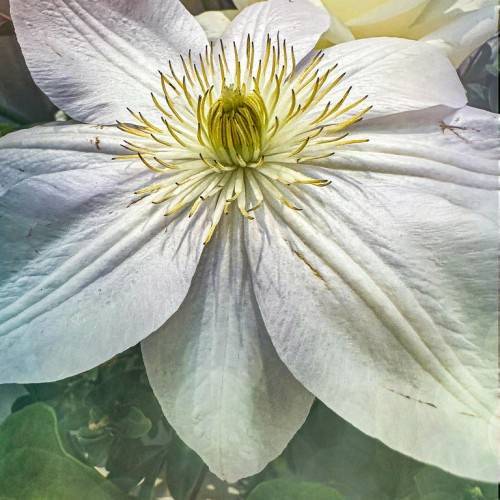 an off-white flower with yellow filaments, brown anthers, a yellow-green center and green leaves