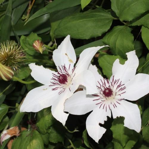 White flower with burgundy-white stamen, burgundy-lime buds, green leaves, lime stems and petiole, yellow midrib and veins.