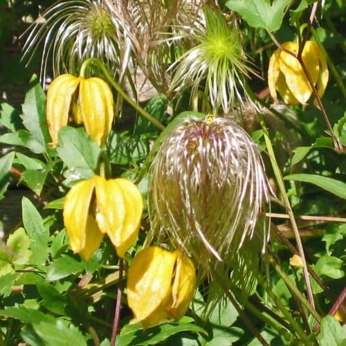 gold-yellow flowers with lush-green leaves and brown-green stems