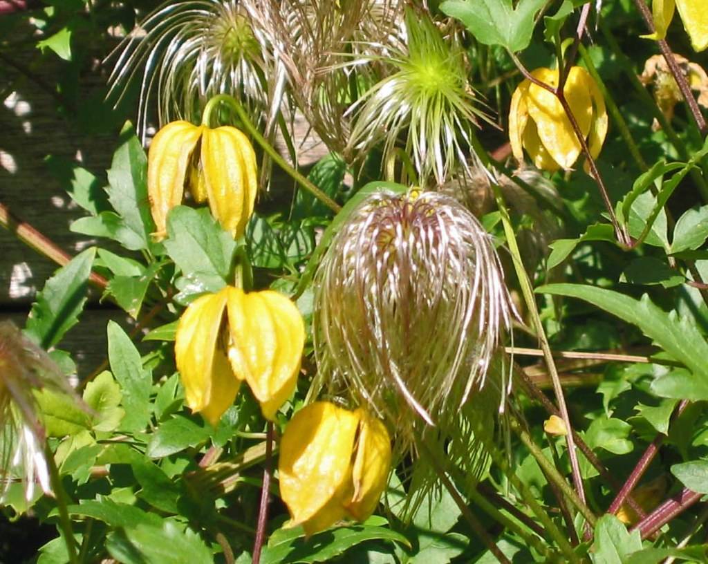 gold-yellow flowers with lush-green leaves and brown-green stems