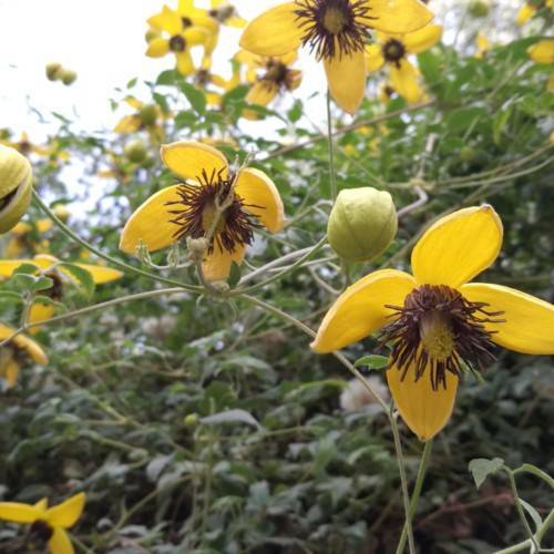 Yellow flowers with brown stamens, accompanied by light-green buds, set against a backdrop of green leaves and stems.