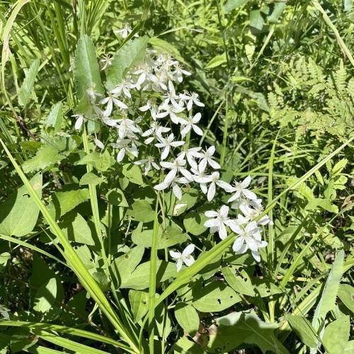 white flowers with white stamens, yellow center, green stems and green leaves