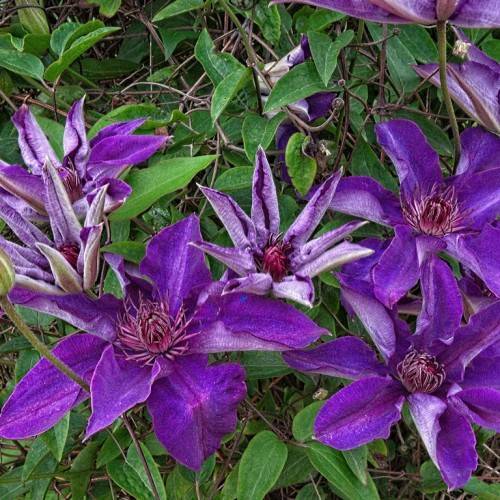purple-blue flowers with magenta-white stamens and center with dark-green leaves on red-green stems