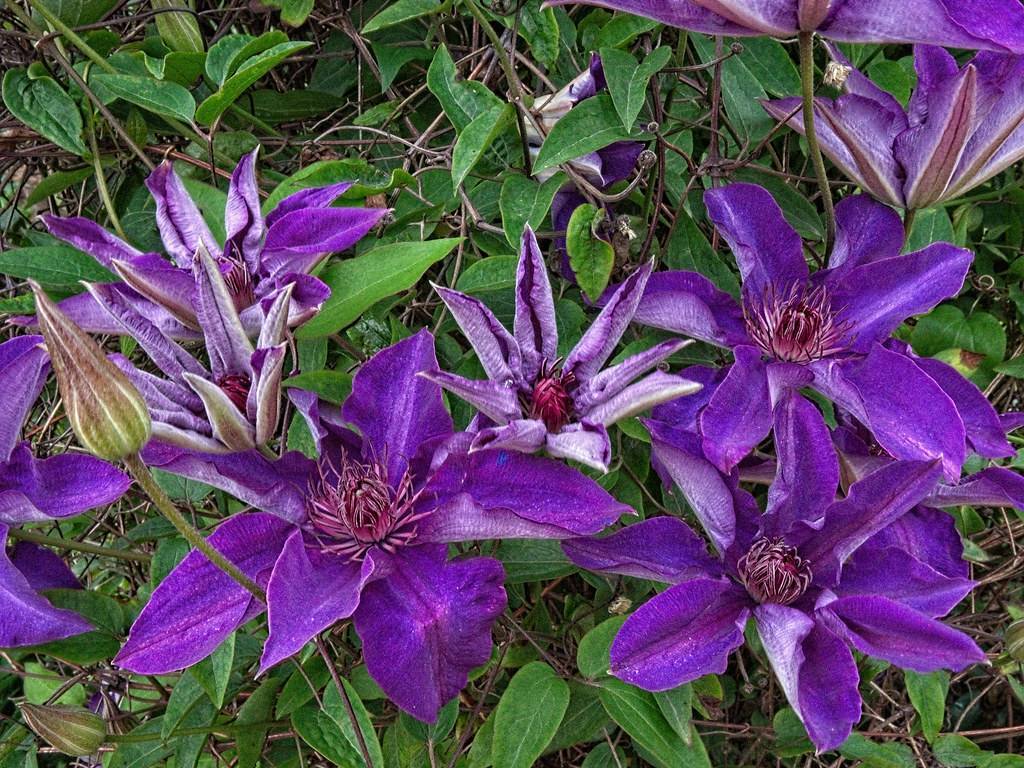 purple-blue flowers with magenta-white stamens and center with dark-green leaves on red-green stems