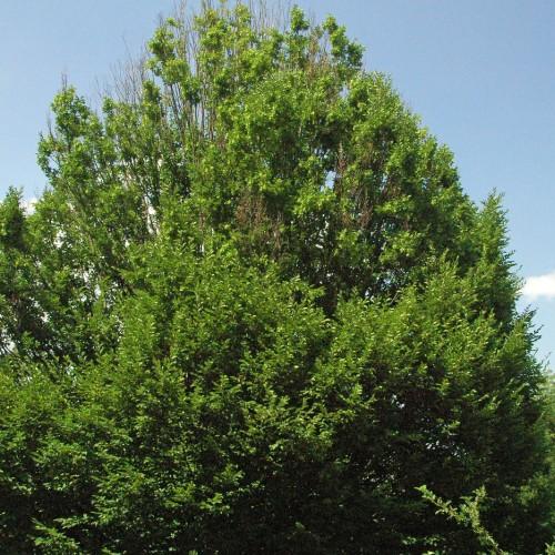 Green foliage.