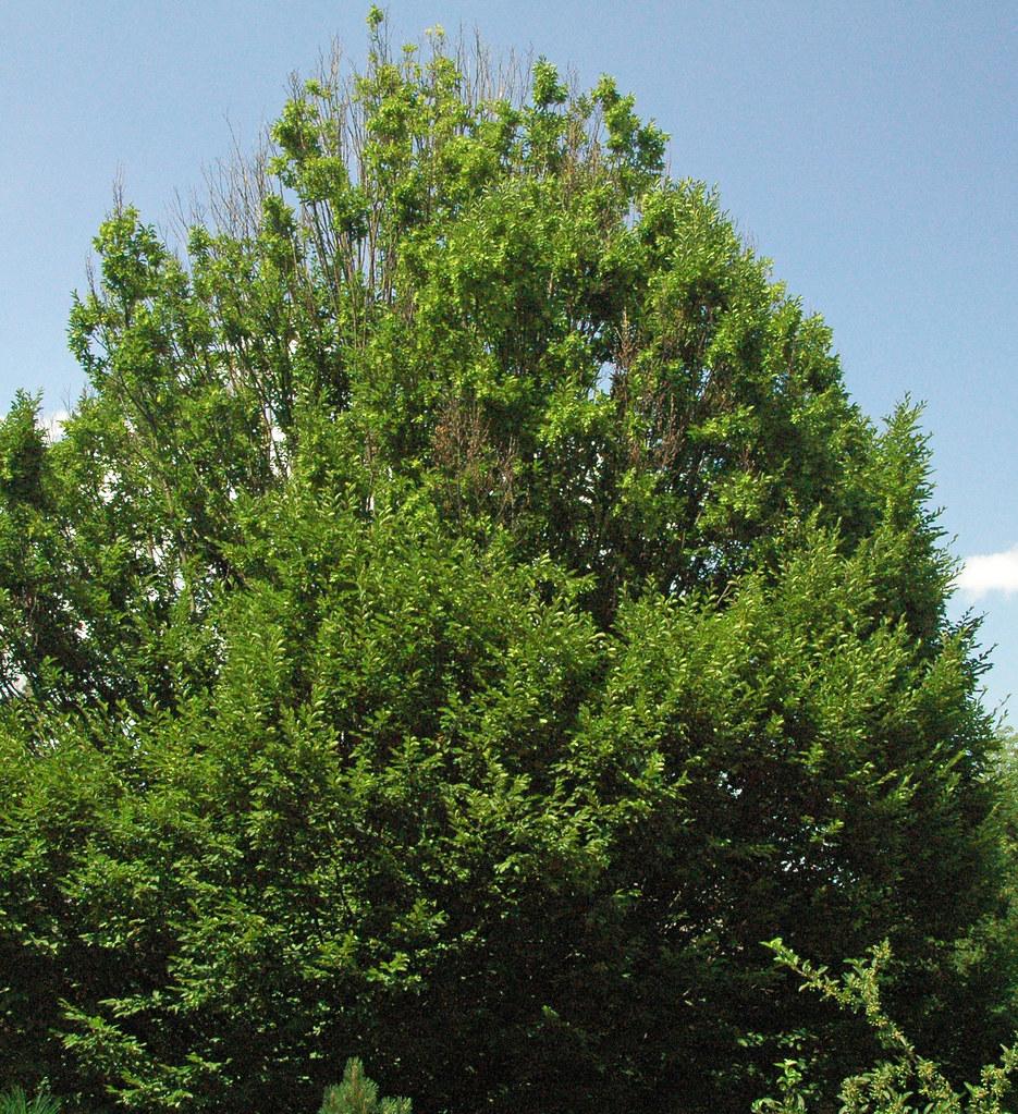 A tree with a brown trunk, and multiple brown vertical branches, that are filled with tiny green leaves. 