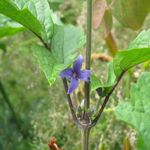 Violet flower with yellow center, green leaves, yellow blades, green buds and maroon-green stems.