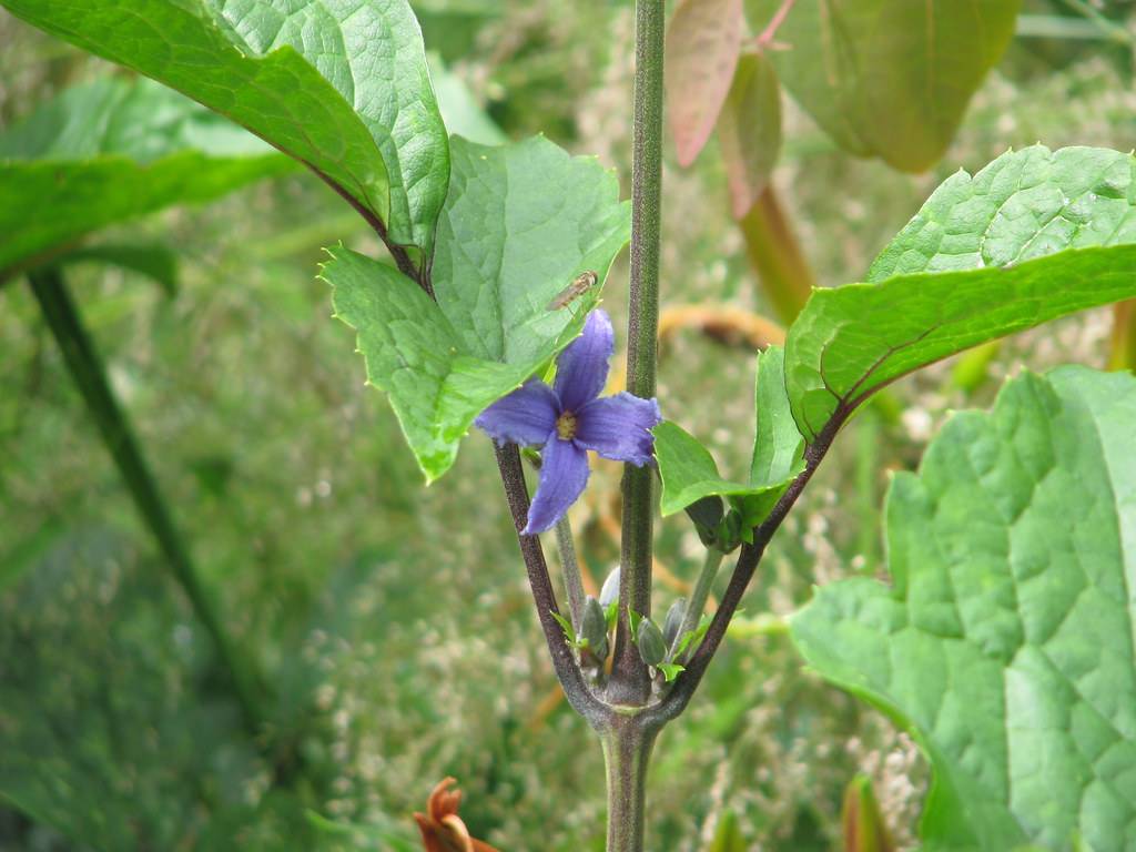 a blue flower with a yellow center, green leaves  with green veins on grey stalks 