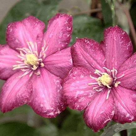 pink flowers with yellow center, white filaments and yellow anthers