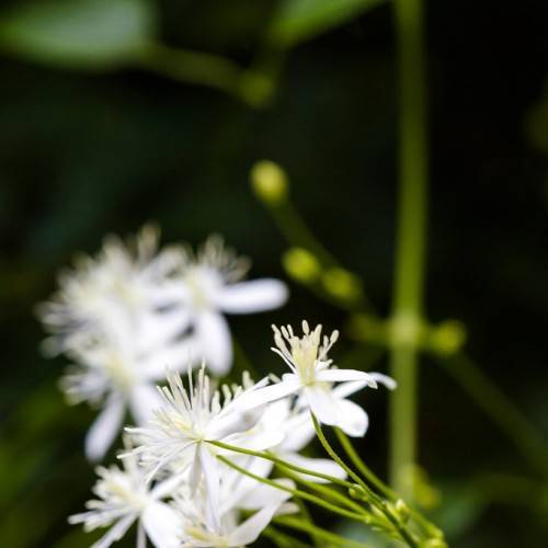 White flowers with white filaments and yellow anthers on lime-green stems